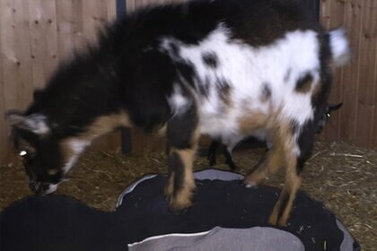 soon_goat_590_0.jpg