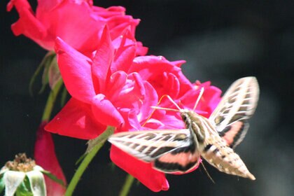 sphinxmoth1.jpg