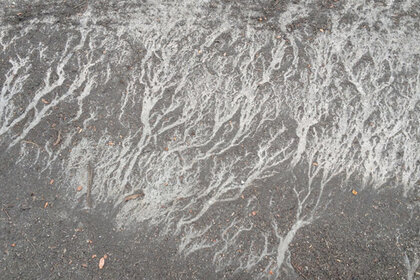 tributaries_590.jpg