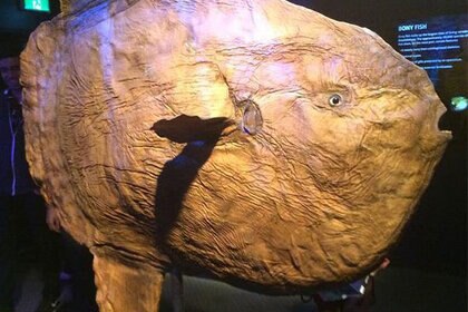 yana_sunfish.jpg