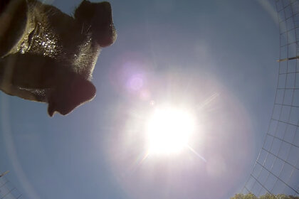fallingcamera_pig.jpg