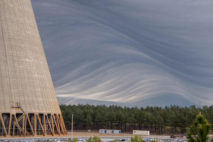 leopard_undulatus1.jpg