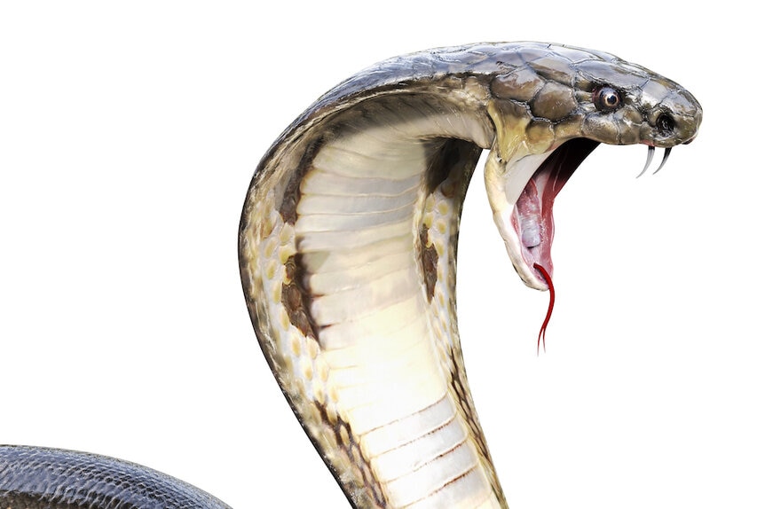 Early hominids had an increased resistance to cobra venom