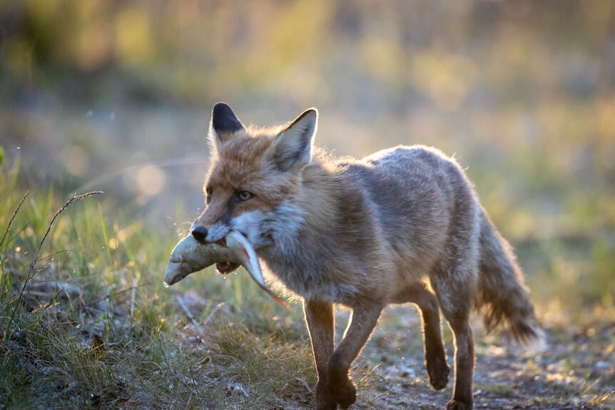 Do foxes fish? Scientists finally observe a fox fishing