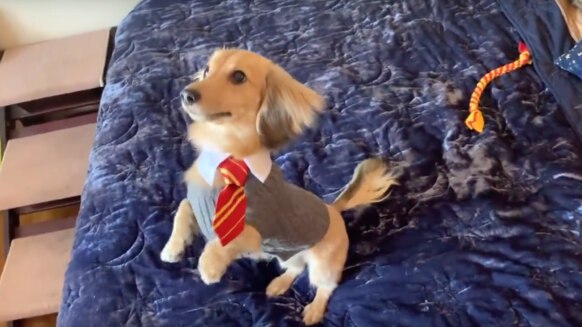 Harry Potter dog
