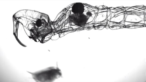 glassworm larva that could rival a Xenomorph