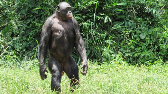 adult bonobo