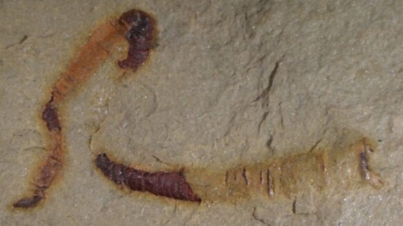 cloudinomorph fossil