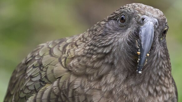 New Zealand Kea parrot
