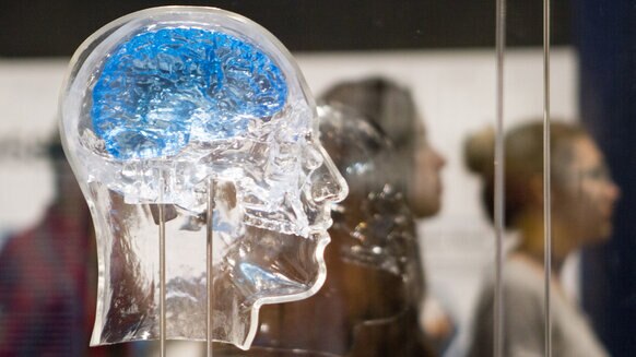 glass model of human brain