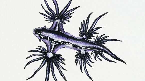 Blue Dragon sea slug Getty
