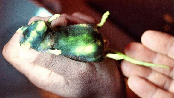 glow mouse