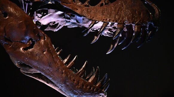 Skull view of Tyrannosaurus rex sold at 2020 Christies auction