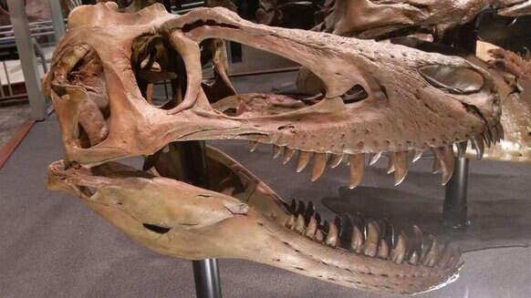 juvenile T-rex skull