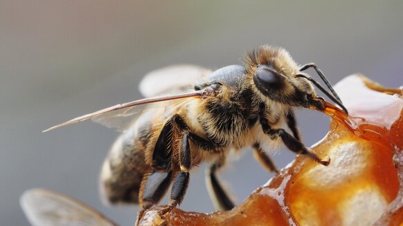 Cassidy Honey Bee GETTY