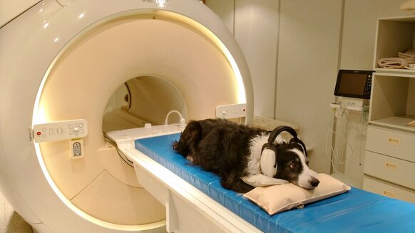 Cassidy Dog in fMRI PRESS