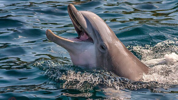 Cassidy Dolphin GETTY