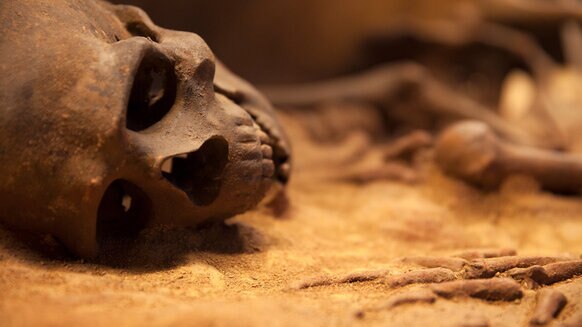 Close Up Of Human Skull.