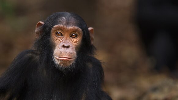Liz  chimpanzee GETTY