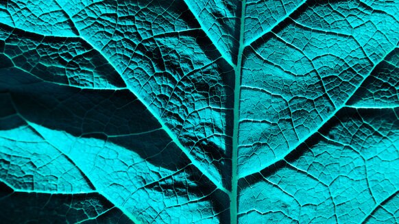 Liz turquoise leaf GETTY