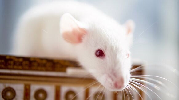 Cassidy White Rat With Red Eyes GETTY