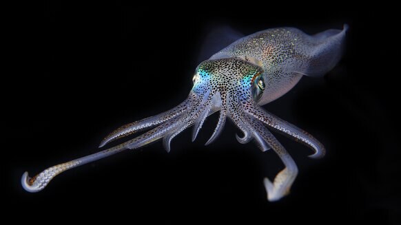 Liz Bigfin reef squid GETTY