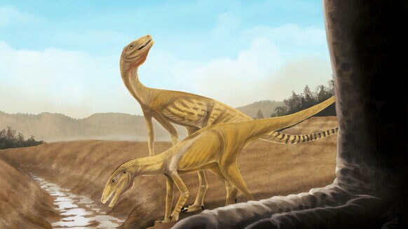 Liz  dinosauromorph