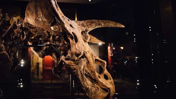 Close-up of a Triceratops skull