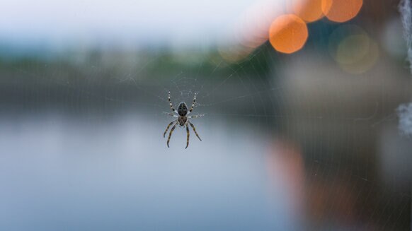 Spider By The River.
