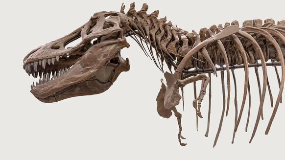 Fossil of Tyrannosaurus
