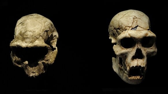 Liz Homo georgicus skull