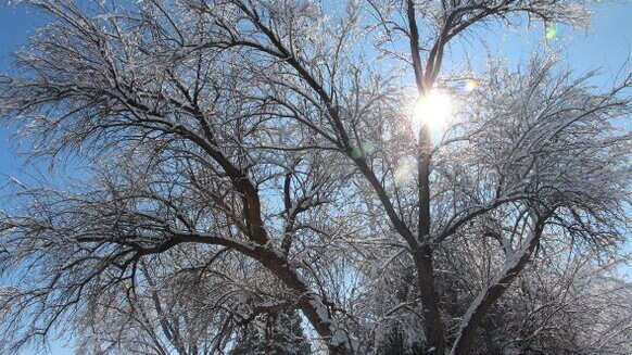 snowy_tree_sun_0.jpg