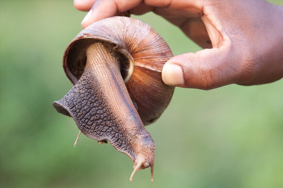 A hand holds up an African Giant Snail