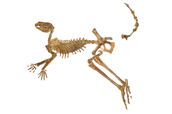 Protemnodon viator skeleton