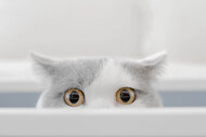 Cat peeking out box