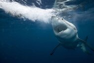 A great white shark swims baring its teeth.