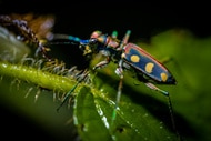 A close-up of a tiger beetle on a leaf.