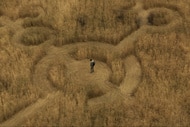 Disclosure Day crop circles header
