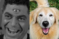 Twilight Zone Golden Retriever split header