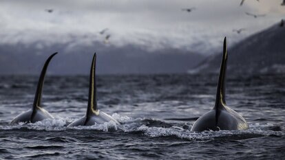 Three Orcas GETTY