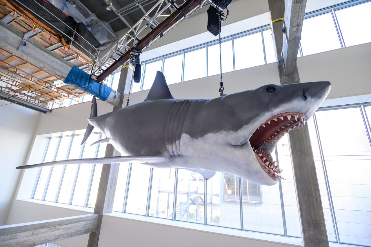 Last surviving mechanical Jaws shark joins Motion Picture Academy