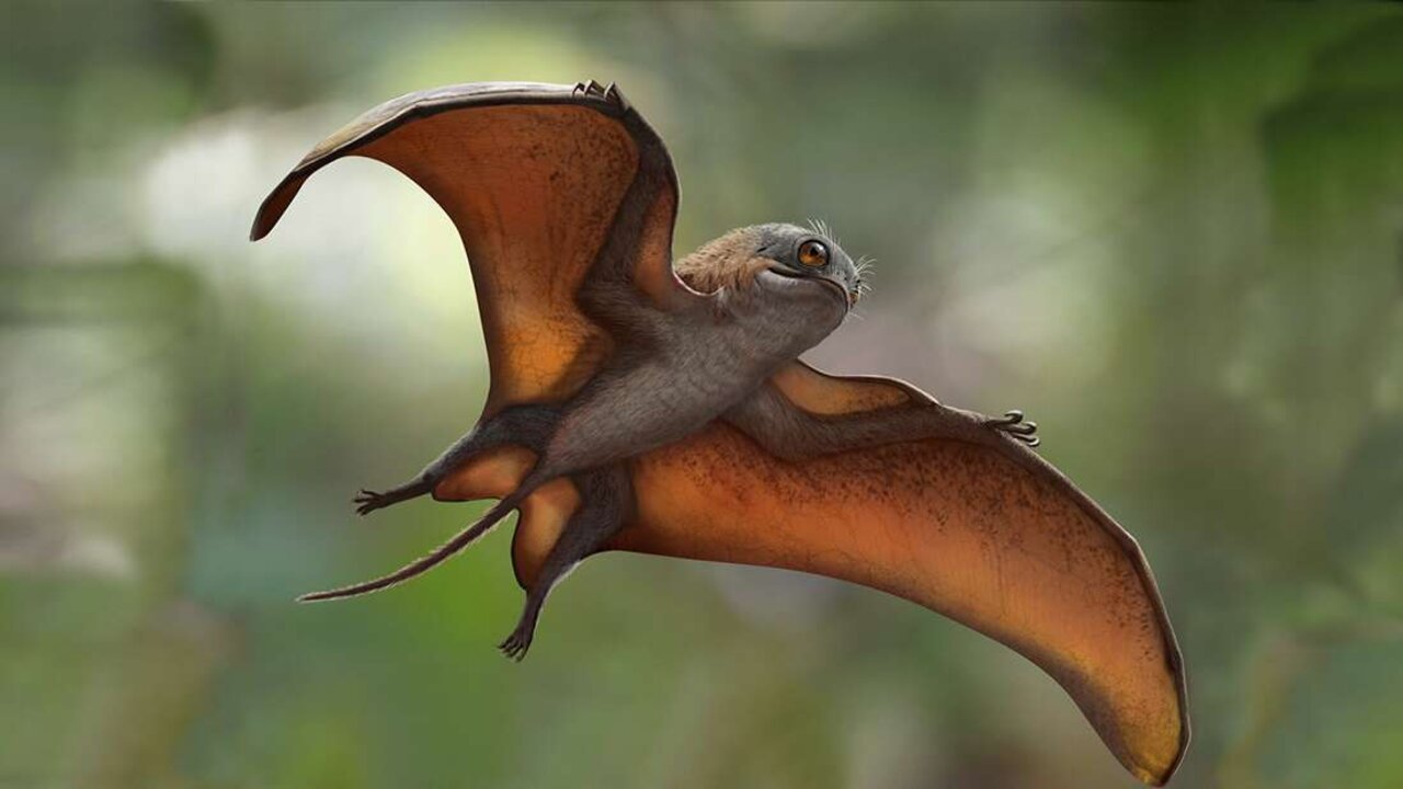 Mini-pterodactyl discovered in China