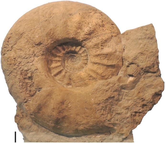 Cassidy Giant ammonite