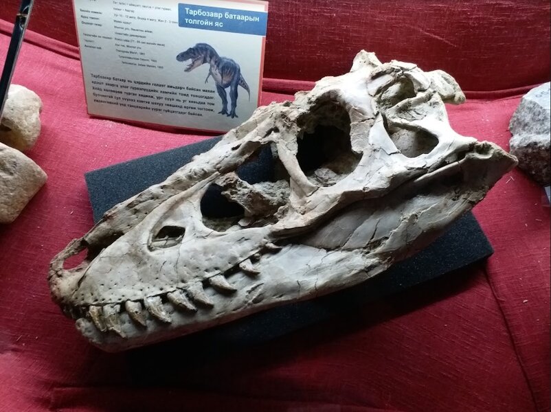 Cassidy Skull Of Tarbosaurus PRESS