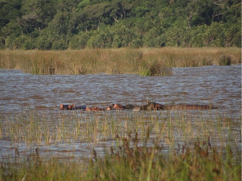 Cassidy Hippos At The Maputo Special Reserve In Mozambique