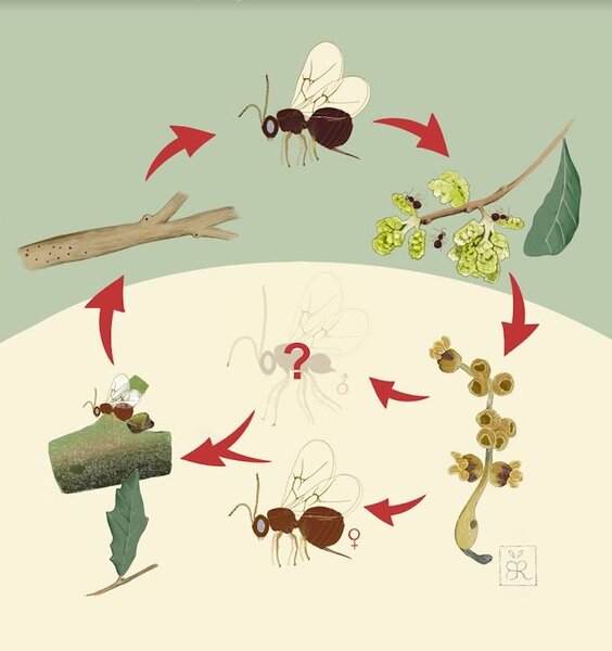 Cassidy Lifecycle Illustration