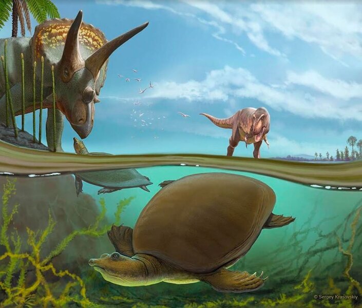 Cassidy Cretaceous softshell turtle