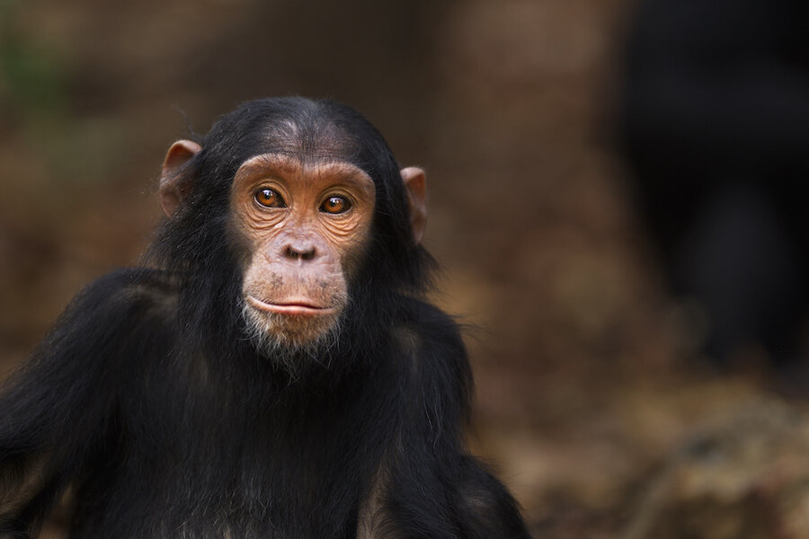 What's Really Keeping Monkeys From Speaking Their Minds? Their