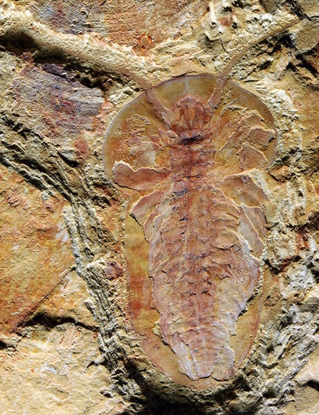 Arthropod fossil