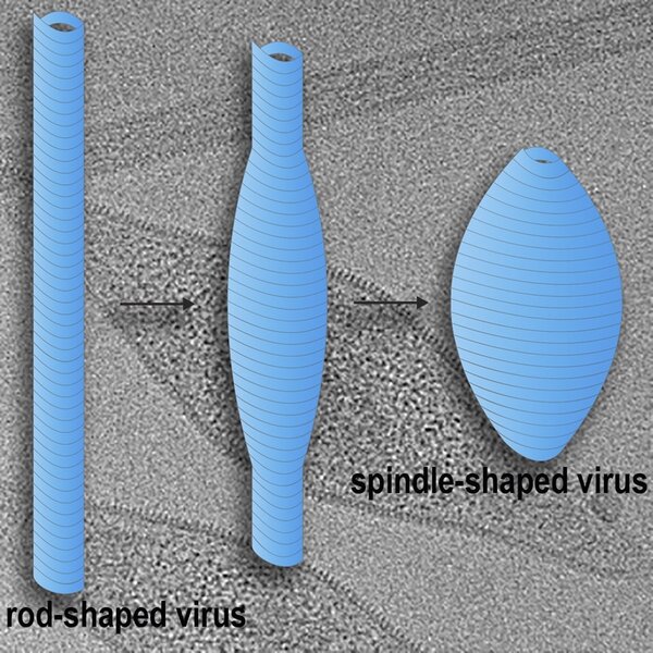 Spindle Shaped Virus